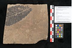 Foto (Objekt + Etikett) von Castanea sativa Miller (NHMW-GEO-2024-0188-15006)